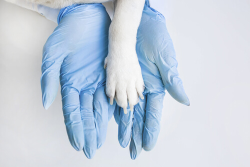 Eine Person mit blauen medizinischen Handschuhen hält die weiße Pfote eines Hundes, beide ruhen auf einem weißen Hintergrund. Aurora Tierkrematorium